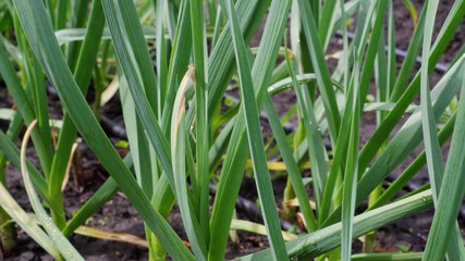 Green onion beds on the garden plot