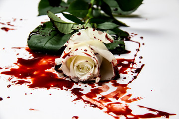 Beautiful and bloody white rose on the white background. Bloody rose - conceptual photo.  White...