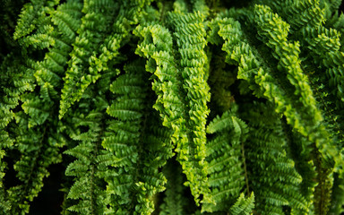 Textured fern plant leaves