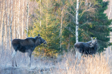 Wet cow moose and calf standing in forest