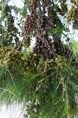 Green and aged fruits of Casuarina Pine, Wind Tree Fruits.