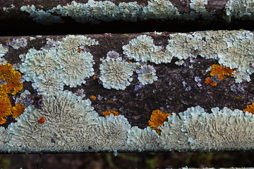 Yellow and white mold on the wooden bench.
