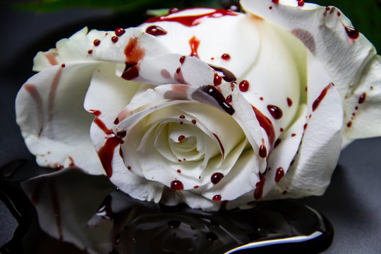 Beautiful and bloody white rose on the dark background. Bloody rose - conceptual photo.  White rose with blood.