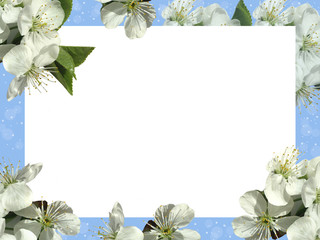 Frame of white flowers of Apple tree on a white background.

