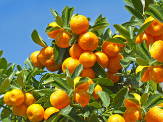 Tangerines on the branches among the green leaves. 