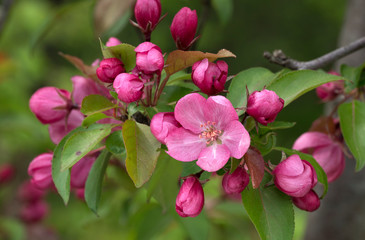 Fototapeta na wymiar Blooming Pink Crab Apple Trees in the Spring Garden.
