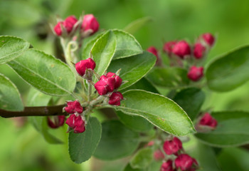 Blooming  Pink Crab Apple Trees in the  Spring Garden.