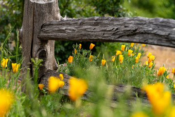 Poppies Next to Wooden Fence in the Spring