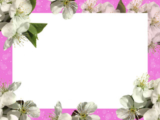 Frame of white Apple flowers on a feuille background.