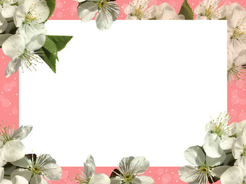 Frame of white flowers of Apple on a pink background.