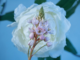 Close-up of the bloom of a pink Bethlehem star flower on a background of a white rose.