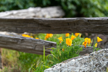 Poppies Next to Wooden Fence in the Spring