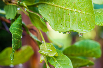 Detail of small water drops in a green leaf on nature