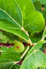 Small and green fig fruit in the tree's branch