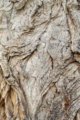 Old Weathered Tree Bark Texture