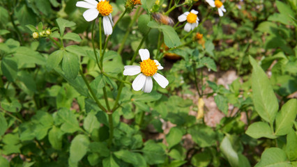 Honey bees pollinating on flower in the garden.