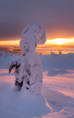 Heading for the sun. Snow-covered tree in the form of a dinosaur on the side of the Volosyanaya Sopka Mountain admires the rising sun over the White Sea Bay