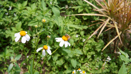 Honey bees pollinating on flower in the garden.