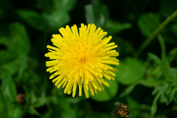 dandelion 