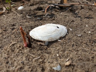 an old shell on the sand