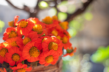 orange flowers arranged in rustic containers with natural light