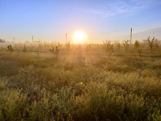 sunset in the field