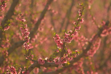 Melocotoneros en flor, Cieza-Murcia-España