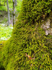 green moss on the tree