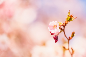 Pink Cherry blossom branch in bloom at pink background. Spring concept