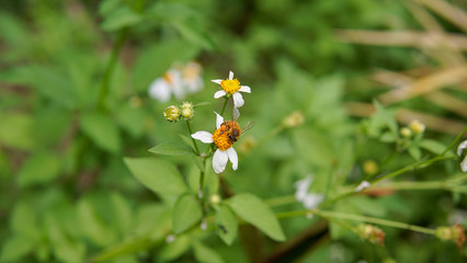 Honey bees pollinating on flower in the garden.
