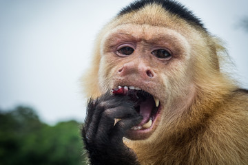 Close up of a Panamanian white-faced capuchin monkey eating fruit.
