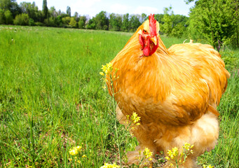Close up image of a healthy looking free range chicken on lush green grass. 