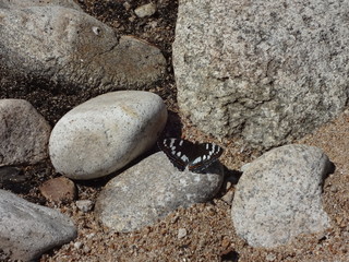 a black butterfly against grey stones
