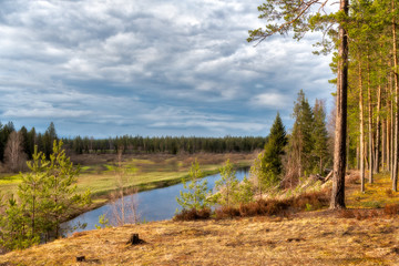 Evening in a pine forest. A river in a pine forest in the rays of the setting sun in central Russia. Spring is gaining momentum