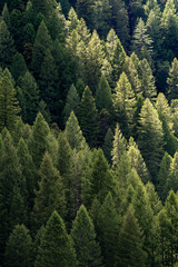 Trees in the Spring in the forest