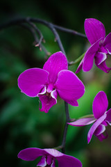 Obraz premium A beautiful orchid in the botanical garden!