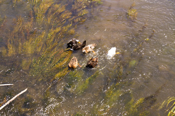 duck in the pond