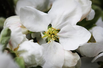 Fototapeta na wymiar Beautiful spring blossom of apple tree with white flowers
