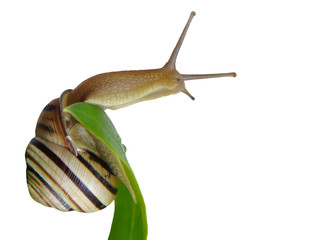 A snail on a green leaf isolated on a transparent background. 