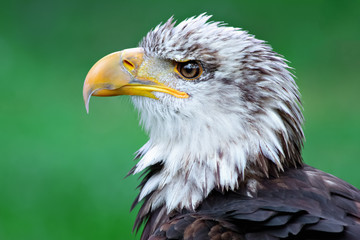 american bald eagle