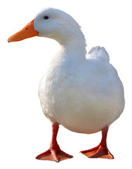 White duck on a transparent background 