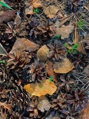 Last year's bumps and leaves on the ground and breaking through spring grass.