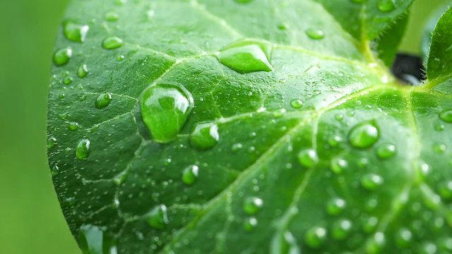 Water drops slowly flow down from a green leaf 