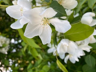 Fototapeta na wymiar white blossoms