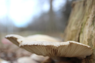 Mushroom on tree_closeup