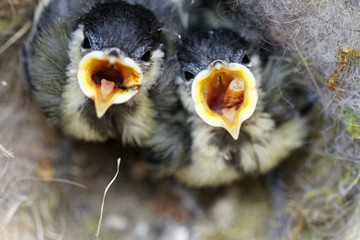 mésange charbonnière 