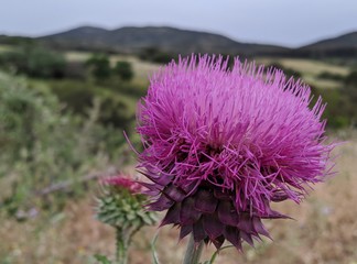 purple thistle flower in the mountains