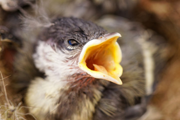 mésange