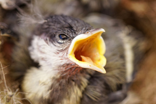 m&eacute;sange