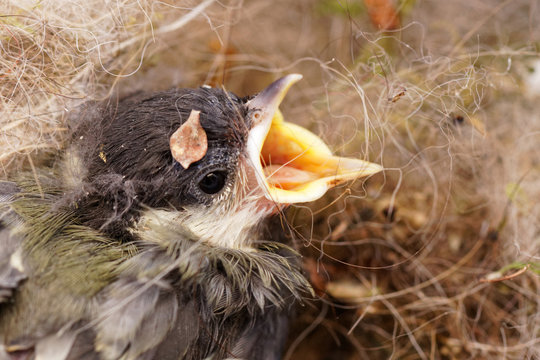 m&eacute;sange